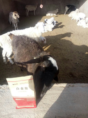 拜特威牛羊催肥王 科學增重，廠家直銷，助您養殖效益倍增